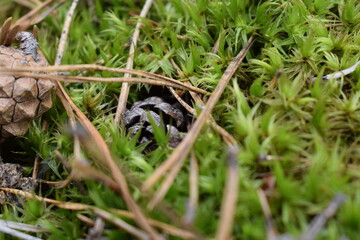 Close-up of a pine cone lying on vibrant green moss with dry pine needles in a forest. Natural woodland ground texture captured in macro detail