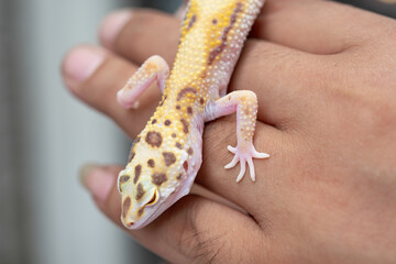 a Leopard gecko on a mans hand at horizontal composition