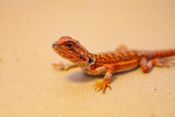 a red gecko at horizontal composition