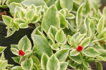 Obraz premium Aptenia cordifolia, commonly known as Heartleaf Ice Plant or Baby Sun rose is a low-growing succulent plant. It is cultivated as an ornamental plant due to its attractive foliage and colorful flowers