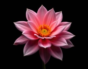 A bright pink flower with a yellow center sits on a dark black background, making it stand out