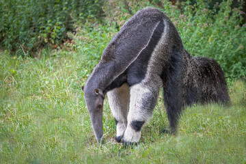 Giant anteater foraging for food in a lush green forest