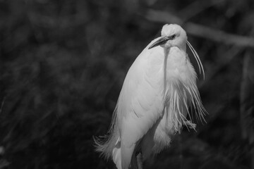 Little Egret Portrait