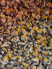 Discover the beauty of nature with this colorful pile of small shells! Each shell tells a story from the ocean, showcasing a variety of textures and shades. Perfect for crafting or as natural decor