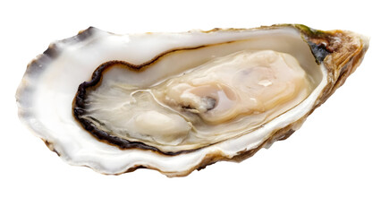 fresh oyster isolated on white backgroud