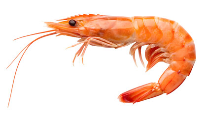 shrimp on a fork isolated on white backgroud