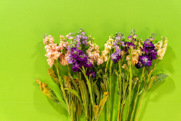 Fototapeta premium Fresh Stock Flowers on Green Background