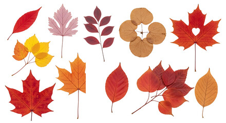 Obraz premium A vibrant set of isolated autumn maple leaves in various fall colors