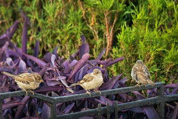 Two small sparrows are perched on a dark metal fence, with a background of vibrant purple leaves. One bird faces forward, the other looks to the side, showcasing urban wildlife in a colorful setting.