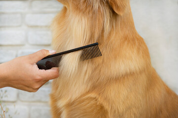 Close-up of a person's hand using a comb to groom the golden fur of a Golden Retriever dog. The...
