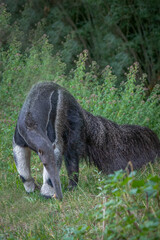 Fototapeta premium giant anteater in a lush green forest