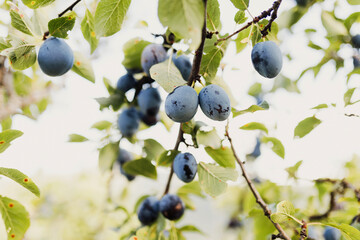 Plum on a branches at sunset