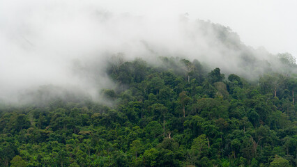 Close up of nature with this stunning footage. Moment when soft white clouds slowly drift over lush forested mountaintops. Creating a relaxing and dreamy atmosphere.