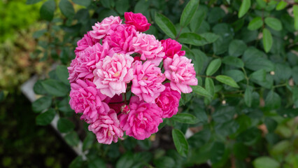 Beautiful cluster of small pink roses in various shades in full bloom against a backdrop of vibrant green leaves. Ideal for themes of nature  beauty and gardening.