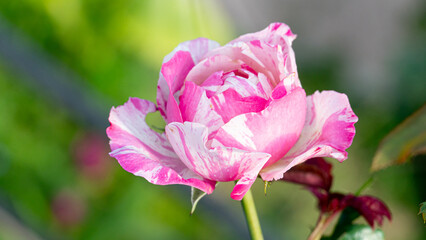 A beautiful pink and white striped rose. Partially opened stands out with vibrant petals against a soft. Blurred green background. Ideal for themes of beauty romance and gardening.