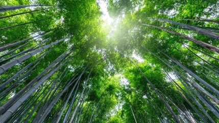A dense bamboo forest with shafts of light beaming through, misty air, peaceful zen-like atmosphere, rich green tones