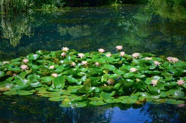 Water lily in the pond