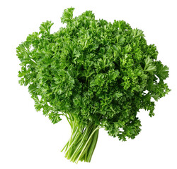 Fototapeta premium Fresh bunch of curly parsley vibrant green herb isolated on white background