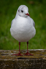 close up of a seagull