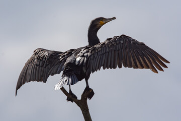 cormorant bird close up