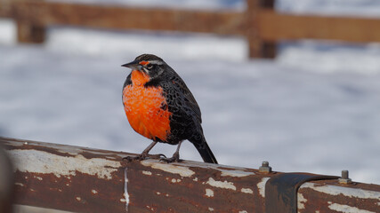 robin in snow
