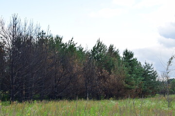 Obraz premium Burnt pine trees after forest fire, showing charred trunks and dry branches. Contrast between damaged and green forest. Environmental disaster and nature recovery concept
