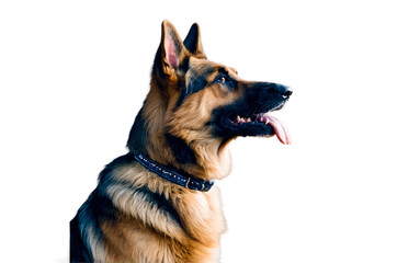 German Shepherd dog with black collar panting isolated on a transparent background