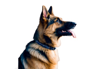 German Shepherd dog with black collar panting isolated on a transparent background
