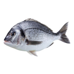 Obraz premium Detailed close-up of a fresh sea fish highlighting its shimmering scales and unique features on a white background