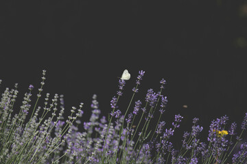 Close-up of lavender flowers with butterfly. Soft focus on black banner background