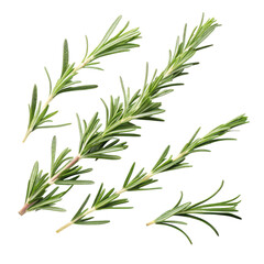 Obraz premium Fresh rosemary sprigs with green needles isolated on transparent background
