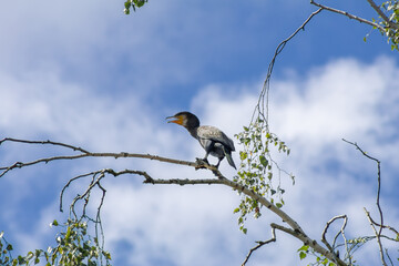 Great cormorant on the tree branch at the blue sky background