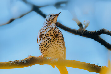Mistle Thrush Bird