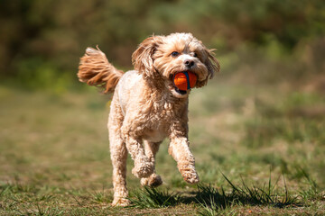 Cute Cavapoo in the forest in Ascot near Windsor Great Park running with a ball © Chris