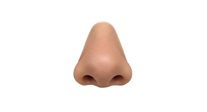 Isolated Human Nose