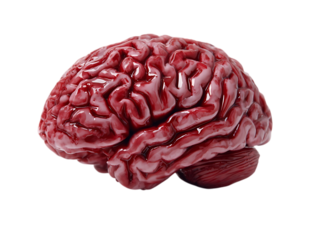 stroke brain on white background