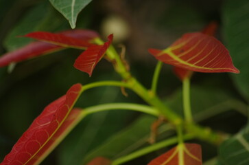 beautiful fresh purple coloured leaves 