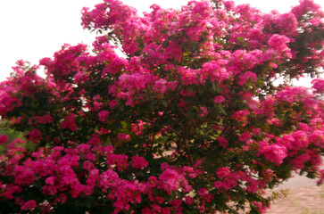 Tuscarora is an attractive crape myrtle with pinkish-red crinkled flowers 