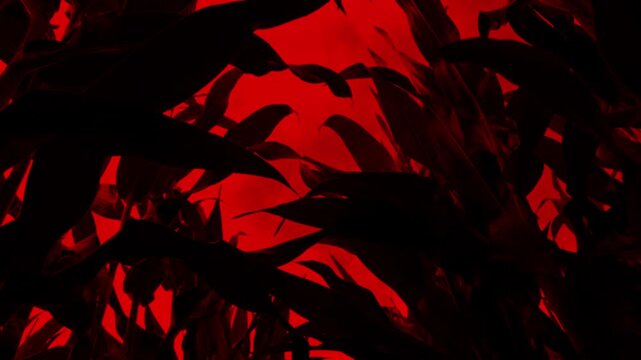 Corn Field In Scary Red Lighting
