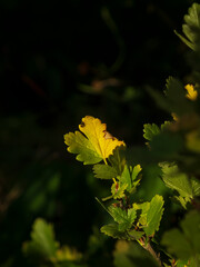 Close-up of a single yellow leaf with a small insect.