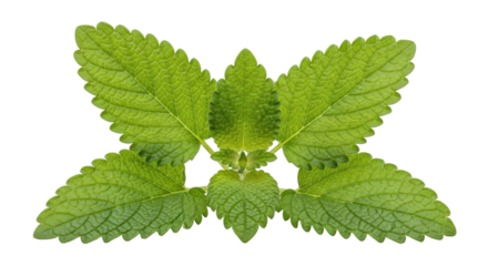 Isolated Melissa Leaf