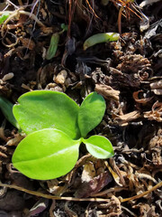 leaves in the ground