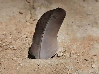 feather on the sand