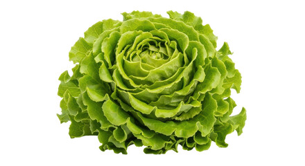 Fototapeta premium Isolated Lettuce Head