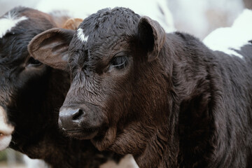 Fototapeta premium Cute baby cow face shows calf closeup on farm with cattle.