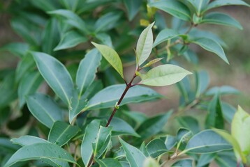 Osmanthus insularis, Bakdalmokseo with glossy evergreen leaves known for calming and digestive effects. Photographed in Korea.