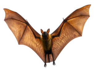 lying Bat with Spread Wings, transparent isolated PNG