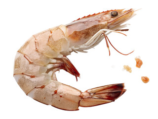shrimp on white background
