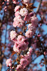 Close-up of blooming pink cherry blossoms on a branch with blurred background