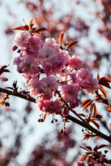 Close-up of vibrant cherry blossoms blooming on a tree branch in soft sunlight